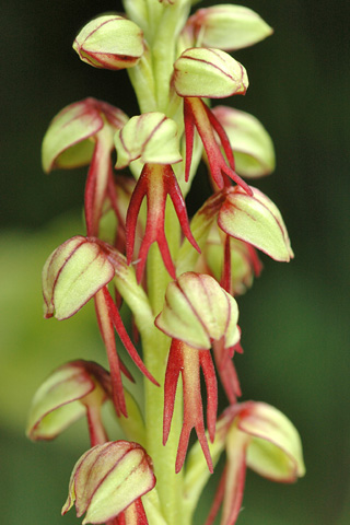 Orchis anthropophora