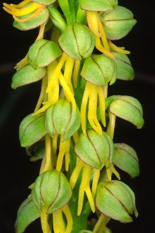 Orchis anthropophora