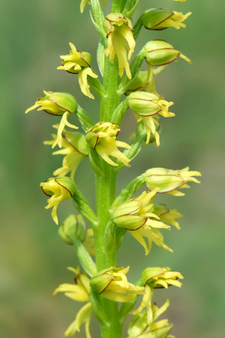 Orchis anthropophora lusus