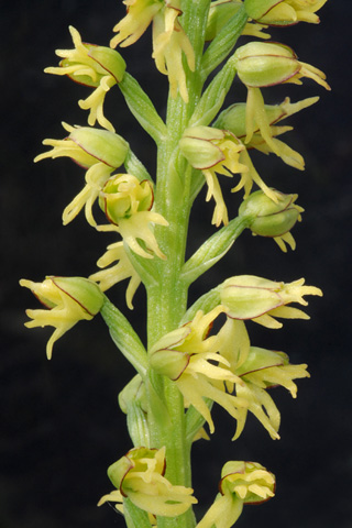 Orchis anthropophora lusus