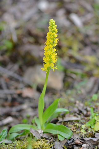 Orchis anthropophora lusus