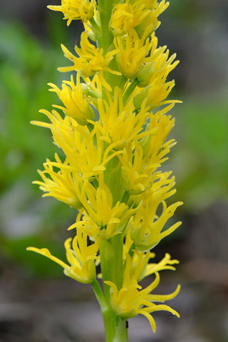 Orchis anthropophora lusus