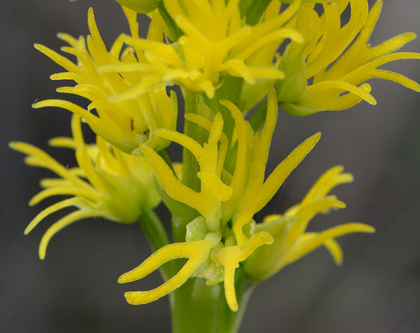 Orchis anthropophora lusus