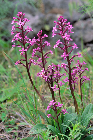 Orchis brancifortii