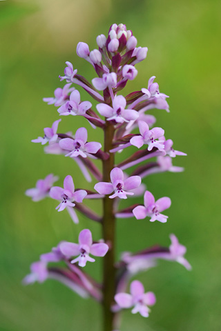 Orchis brancifortii