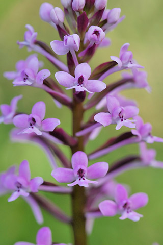 Orchis brancifortii