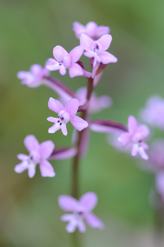 Orchis brancifortii