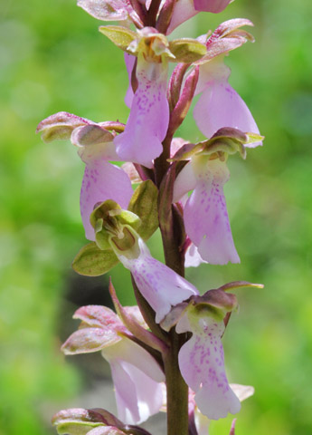 Orchis cazorlensis