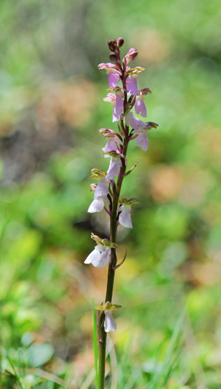 Orchis cazorlensis