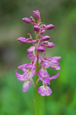 Orchis ichnusae x provincialis