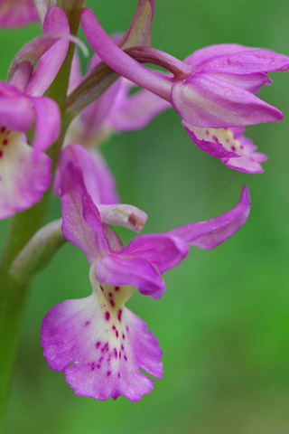 Orchis ichnusae x provincialis