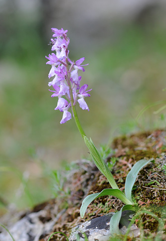 Orchis ichnusae