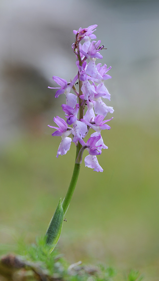 Orchis ichnusae