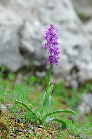 Orchis ichnusae