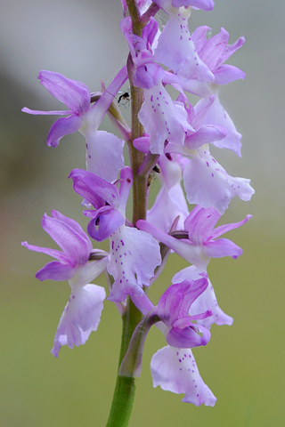 Orchis ichnusae