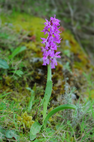 Orchis ichnusae