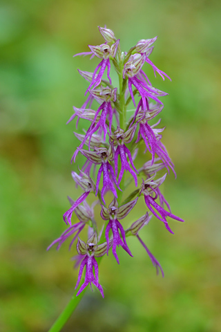 Orchis anthropophora x italica