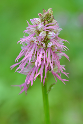 Orchis anthropophora x italica