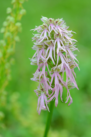 Orchis anthropophora x italica