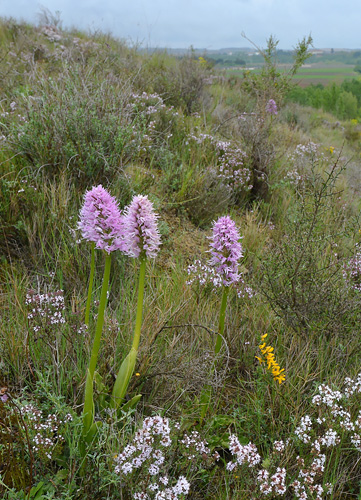 Orchis italica