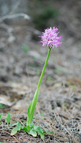 Orchis italica