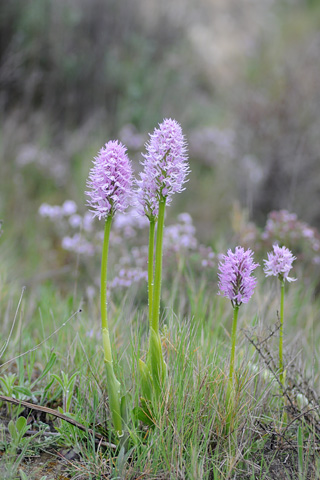 Orchis italica