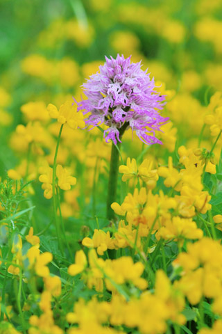 Orchis italica