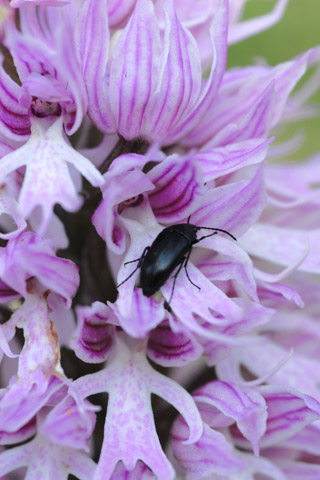 Orchis italica