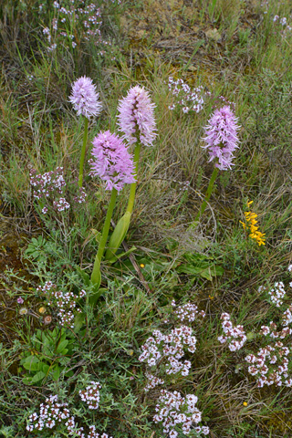 Orchis italica