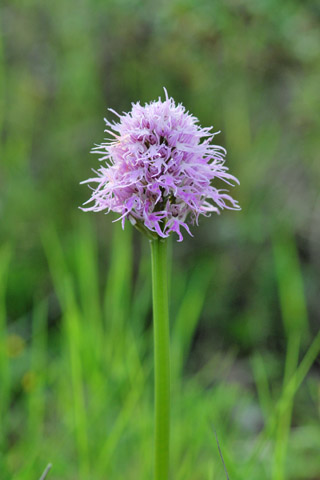 Orchis italica