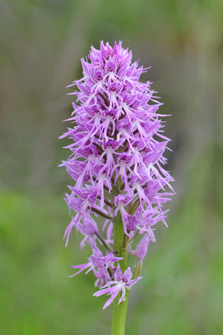 Orchis italica