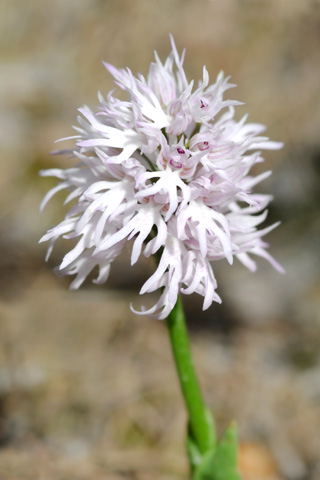 Orchis italica