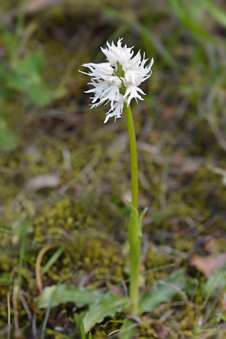 Orchis italica