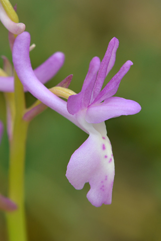 Orchis langei x provincialis