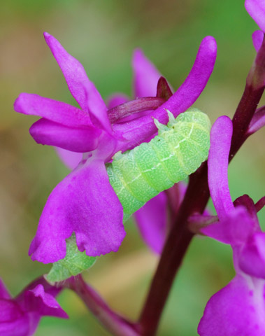 Orchis langei