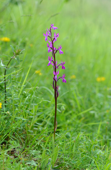 Orchis langei