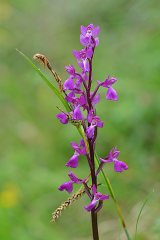 Orchis langei