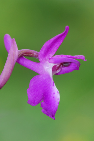 Orchis langei