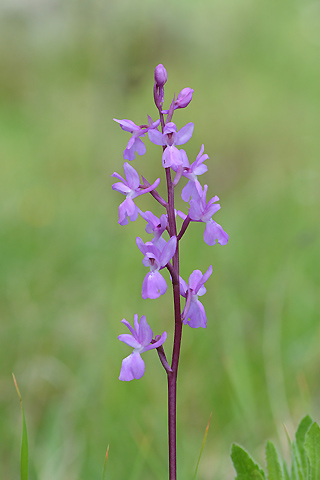 Orchis langei