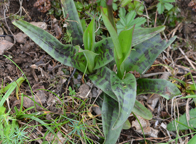 Orchis langei