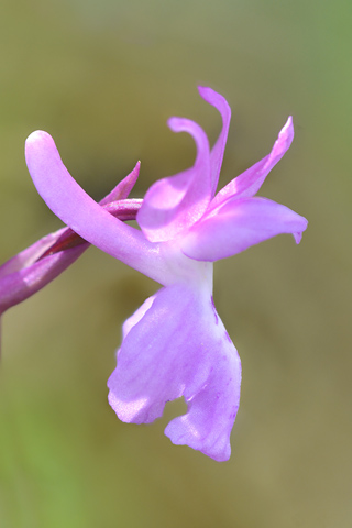 Orchis langei