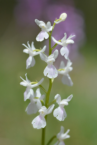 Orchis langei