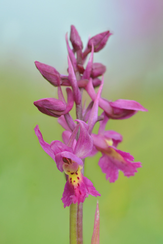 Orchis mascula x pauciflora