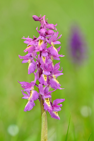 Orchis mascula x pauciflora