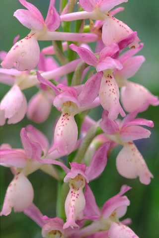 Orchis mascula x provincialis