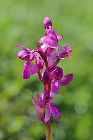 Orchis mascula x spitzelii