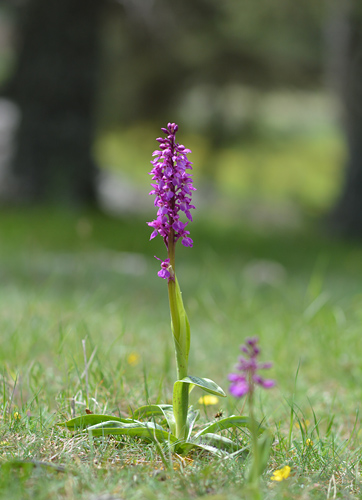 Orchis mascula