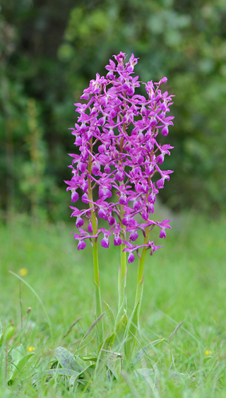 Orchis mascula