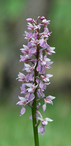 Orchis mascula