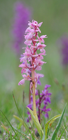 Orchis mascula